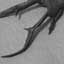 Cyclommatus metalifer