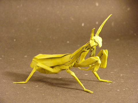 Praying Mantis