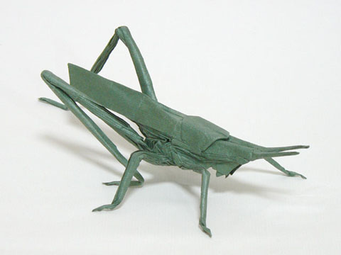 ショウリョウバッタ Longheaded Locust