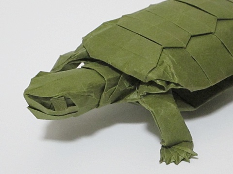 カメ Turtle