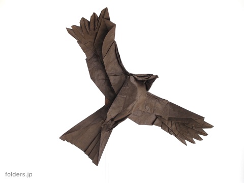 Black Kite