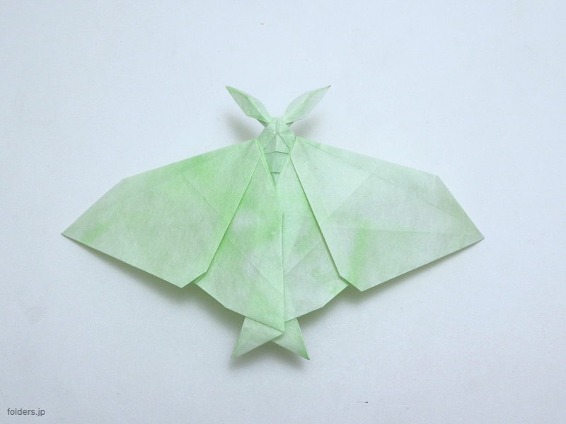 Luna moth